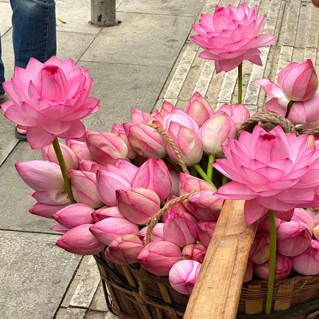 👍Huge Springtime Sale 60% OFF💥The Sacred Bonsai Bowl Lotus Flower - 7 days germination