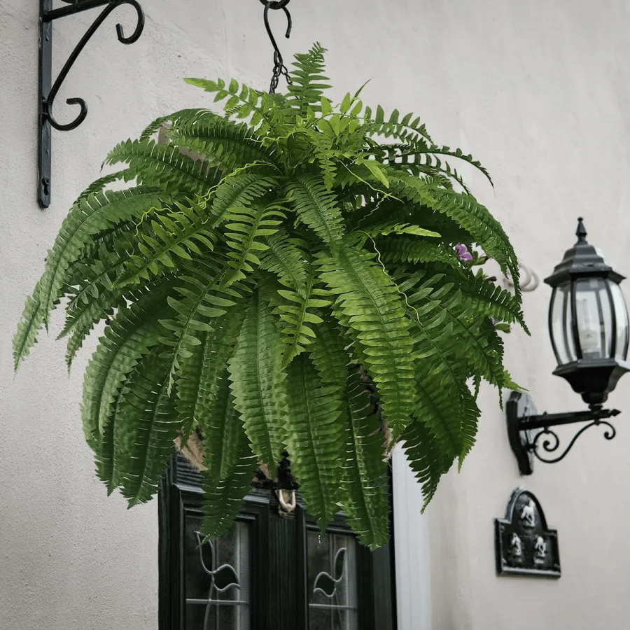 🔥$9.97 On Sale Today Only🌱UV Resistant Lifelike Artificial Boston Fern