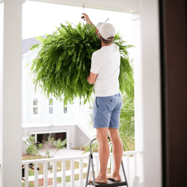 🔥$9.97 On Sale Today Only🌱UV Resistant Lifelike Artificial Boston Fern