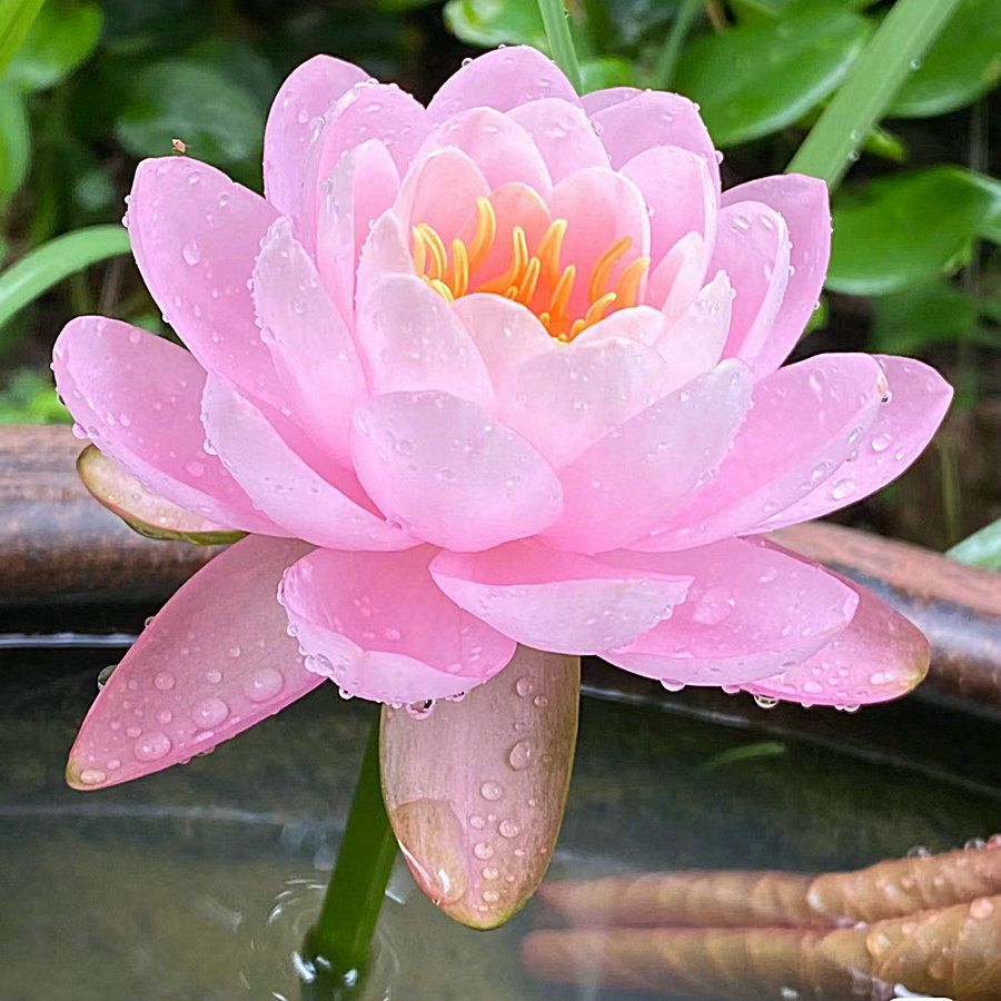 👍Huge Springtime Sale 60% OFF💥The Sacred Bonsai Bowl Lotus Flower - 7 days germination