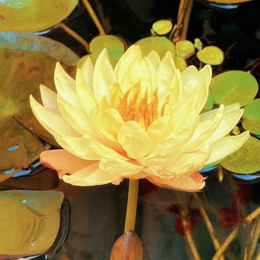 👍Huge Springtime Sale 60% OFF💥The Sacred Bonsai Bowl Lotus Flower - 7 days germination