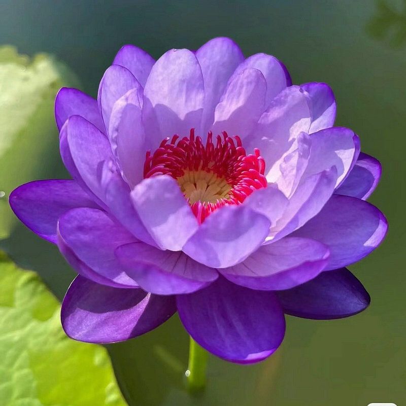 👍Huge Springtime Sale 60% OFF💥The Sacred Bonsai Bowl Lotus Flower - 7 days germination