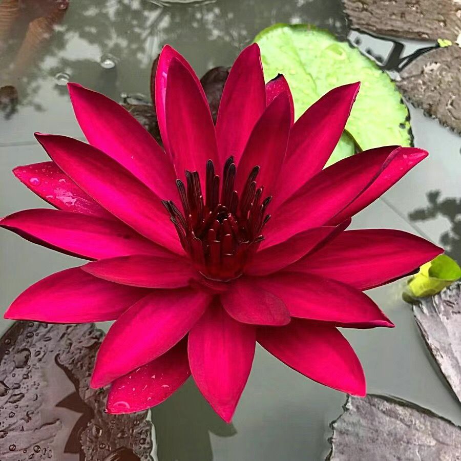 👍Huge Springtime Sale 60% OFF💥The Sacred Bonsai Bowl Lotus Flower - 7 days germination