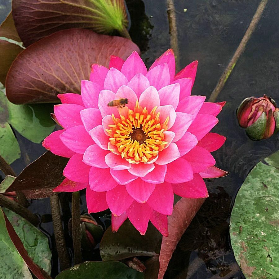 👍Huge Springtime Sale 60% OFF💥The Sacred Bonsai Bowl Lotus Flower - 7 days germination