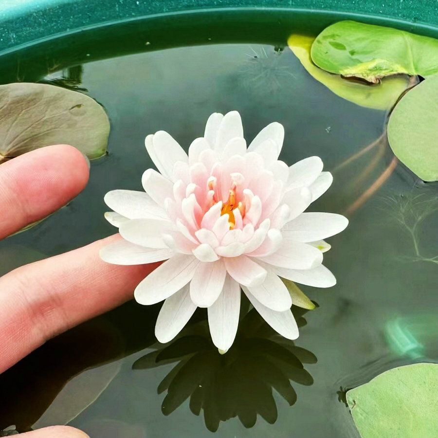 👍Huge Springtime Sale 60% OFF💥The Sacred Bonsai Bowl Lotus Flower - 7 days germination