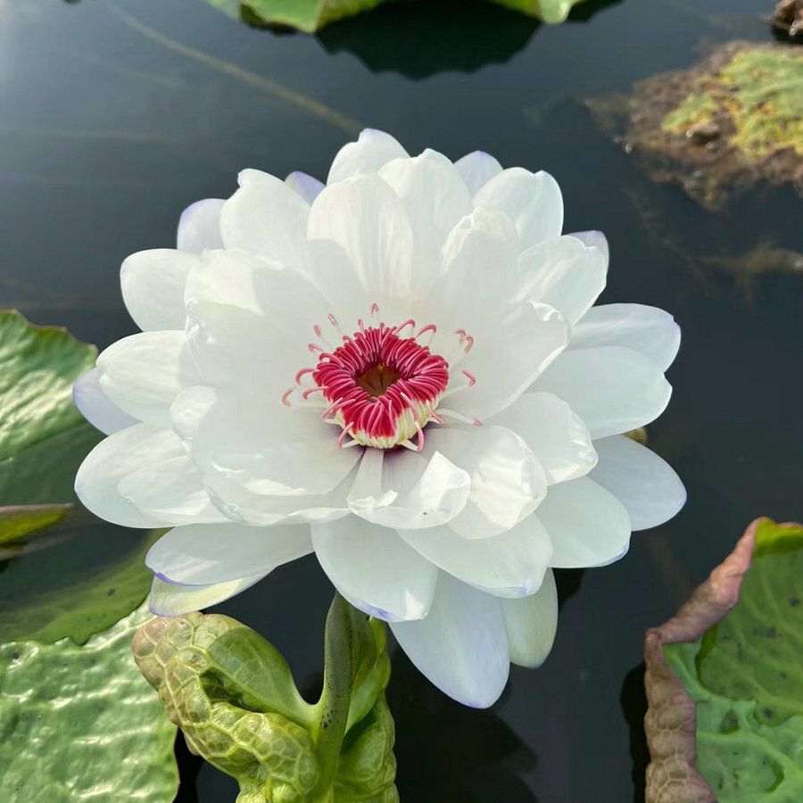 👍Huge Springtime Sale 60% OFF💥The Sacred Bonsai Bowl Lotus Flower - 7 days germination