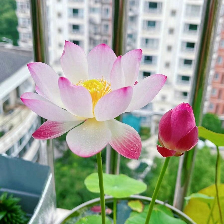 👍Huge Springtime Sale 60% OFF💥The Sacred Bonsai Bowl Lotus Flower - 7 days germination