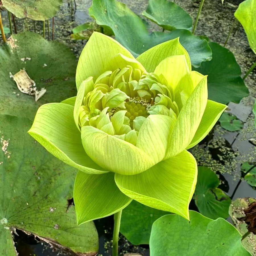 👍Huge Springtime Sale 60% OFF💥The Sacred Bonsai Bowl Lotus Flower - 7 days germination