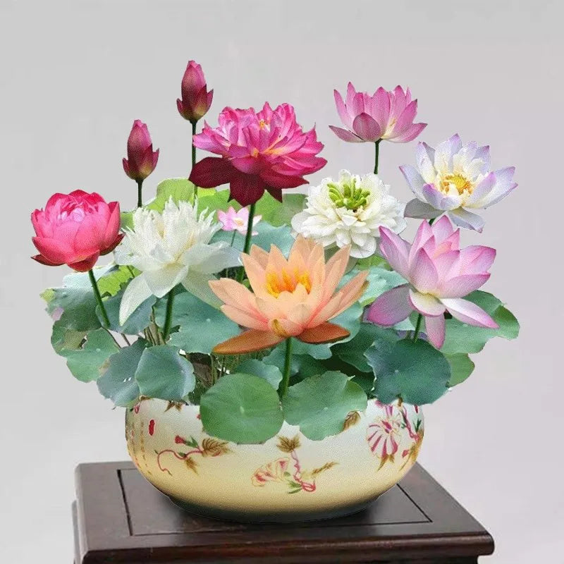 👍Huge Springtime Sale 60% OFF💥The Sacred Bonsai Bowl Lotus Flower - 7 days germination