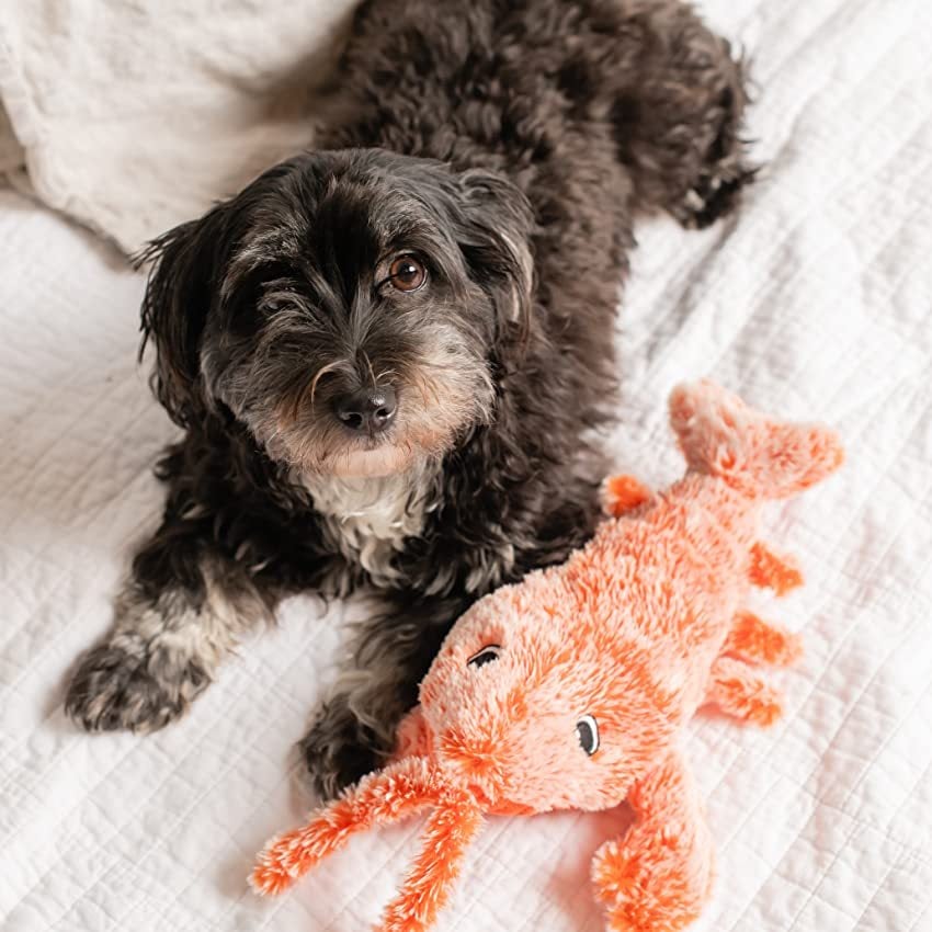 🔥Floppy Lobster Interactive Dog Toy